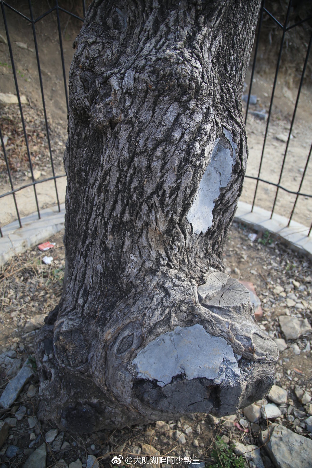 穆桂英大破天门阵的神器我国仅存的降龙木在济南彩石