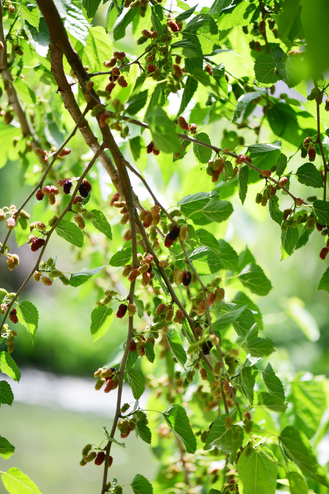 花园里河边的野桑甜酸可口有一棵结了满树的果子