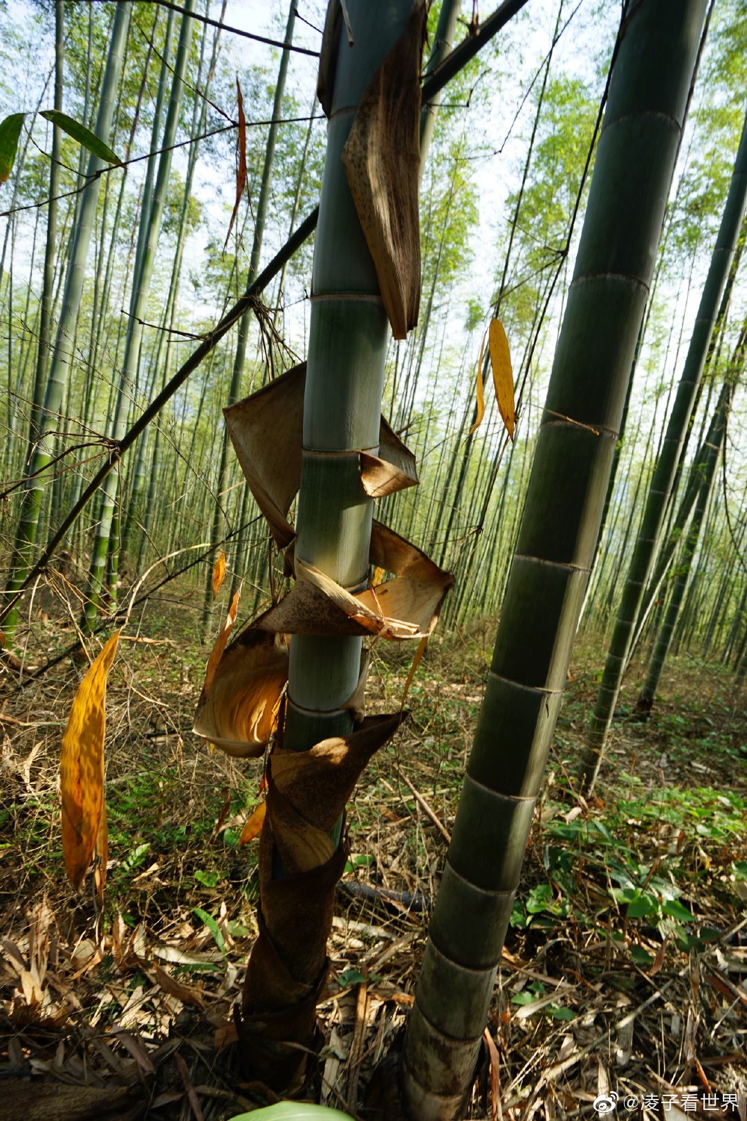 走进大山中的竹林，它那种气势，它的生长速度都是惊人|竹子|竹林|气势|枝干|旅游_新浪新闻