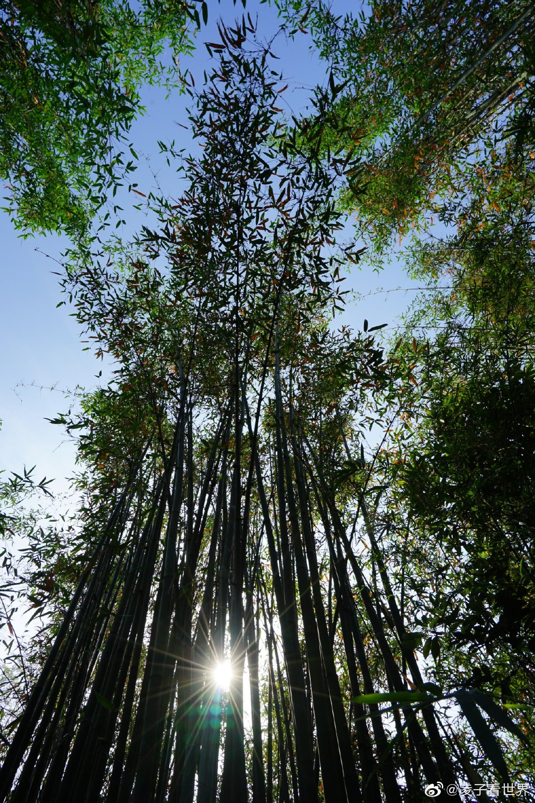 走进大山中的竹林，它那种气势，它的生长速度都是惊人|竹子|竹林|气势|枝干|旅游_新浪新闻