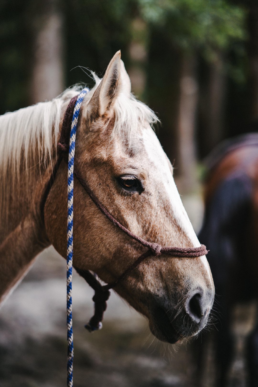 作为纯种赛马冠军的繁殖地和600多个马场的家园