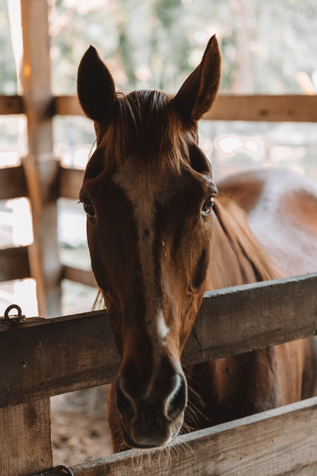 作为纯种赛马冠军的繁殖地和600多个马场的家园