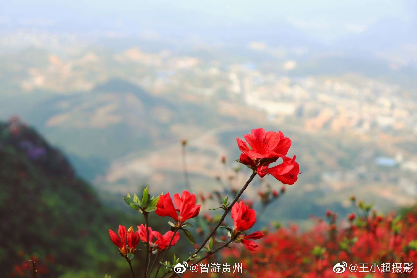 贵州丹寨龙泉山的杜鹃花已经到最佳观赏期背上相机约上好友