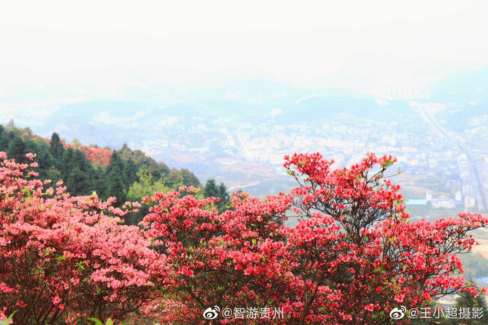 贵州丹寨龙泉山的杜鹃花已经到最佳观赏期背上相机约上好友