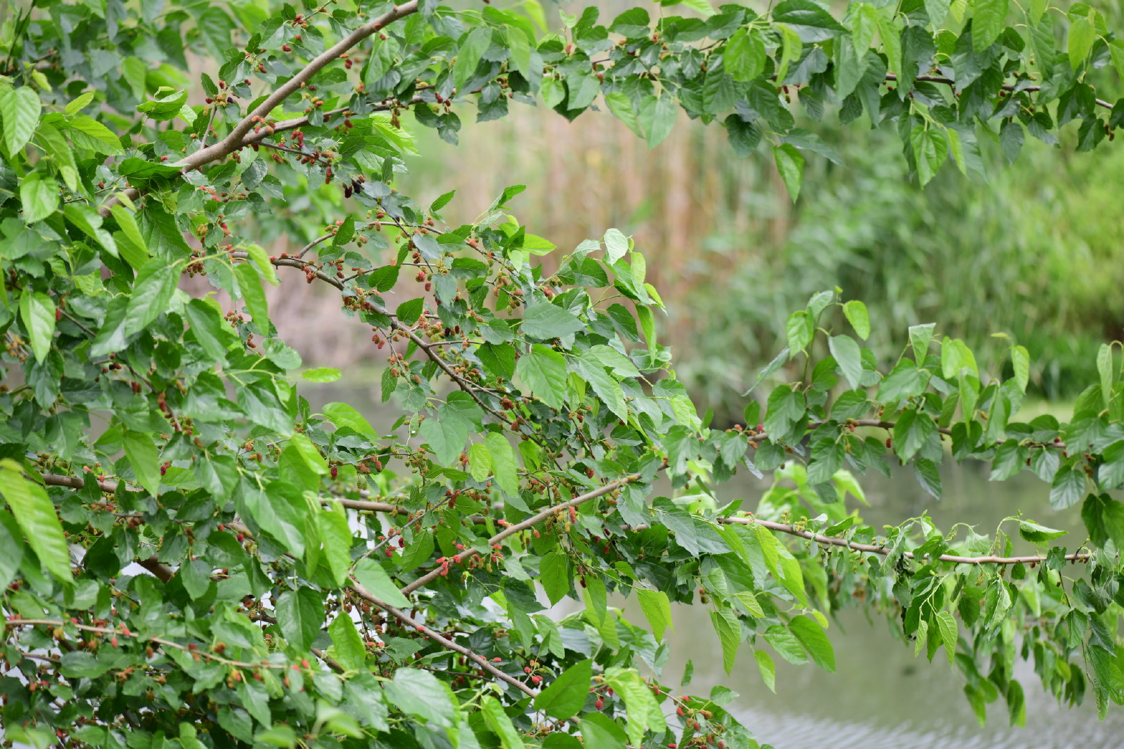 花园里河边的野桑甜酸可口有一棵结了满树的果子