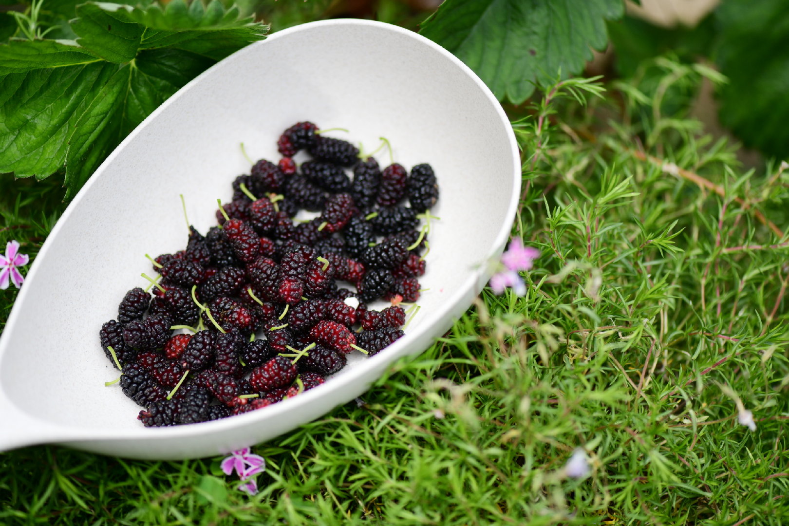 野桑(2023已更新(百科/知乎)-第1张图片-西安论坛资讯