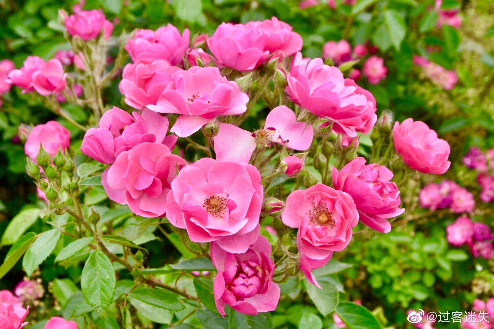 明港镇的农村,一簇簇花吸引住我前行的脚步,问劳作的老伯是谁种的