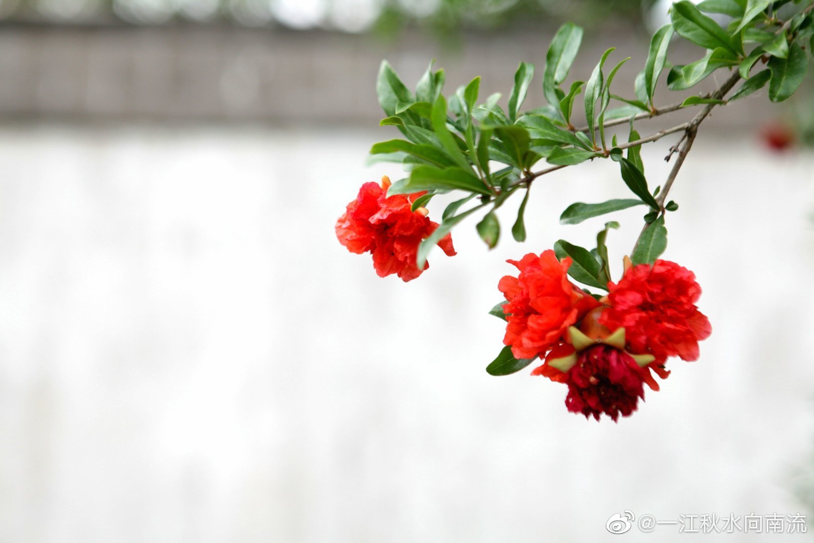 大观园蘅芜苑石榴花