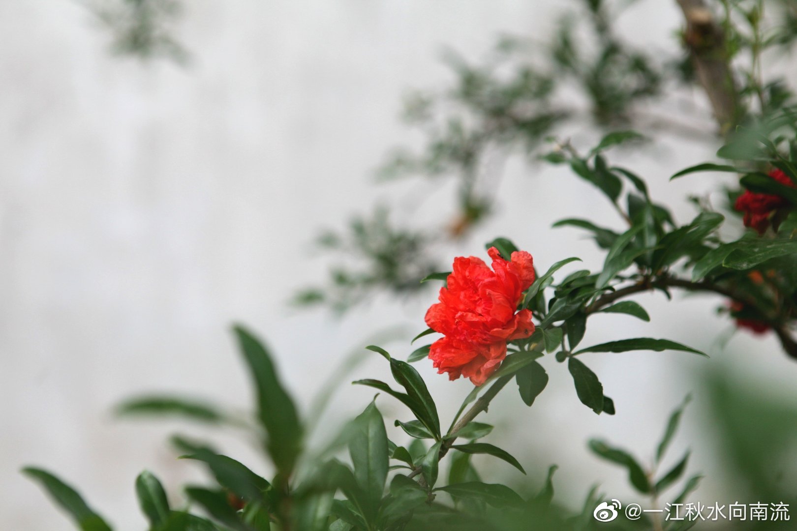 大观园蘅芜苑石榴花