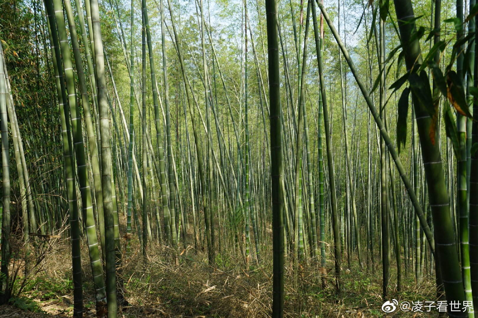 走进大山中的竹林，它那种气势，它的生长速度都是惊人|竹子|竹林|气势_新浪新闻