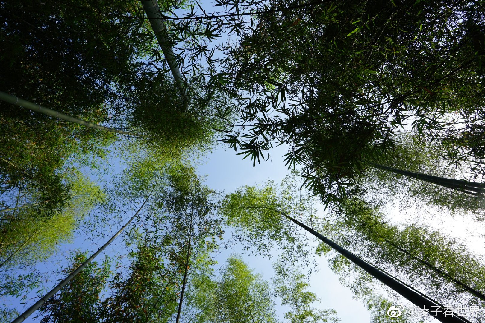 走进大山中的竹林，它那种气势，它的生长速度都是惊人|竹子|竹林|气势|枝干|旅游_新浪新闻