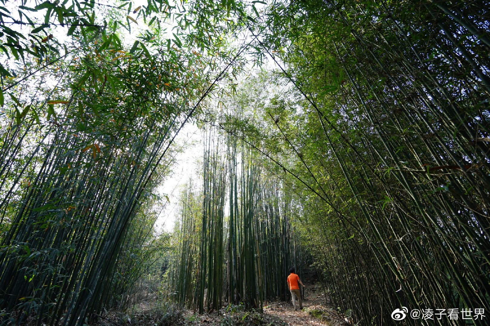 走进大山中的竹林,它那种气势,它的生长速度都是惊人|竹子|竹林|气势|枝干|旅游_新浪新闻