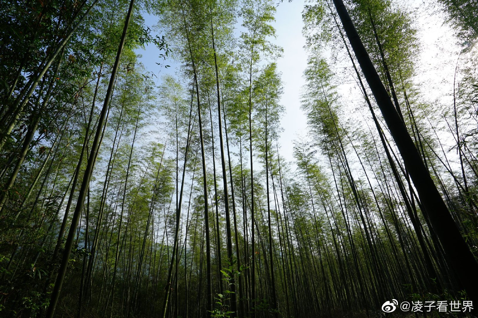 走进大山中的竹林，它那种气势，它的生长速度都是惊人|竹子|竹林|气势|枝干|旅游_新浪新闻