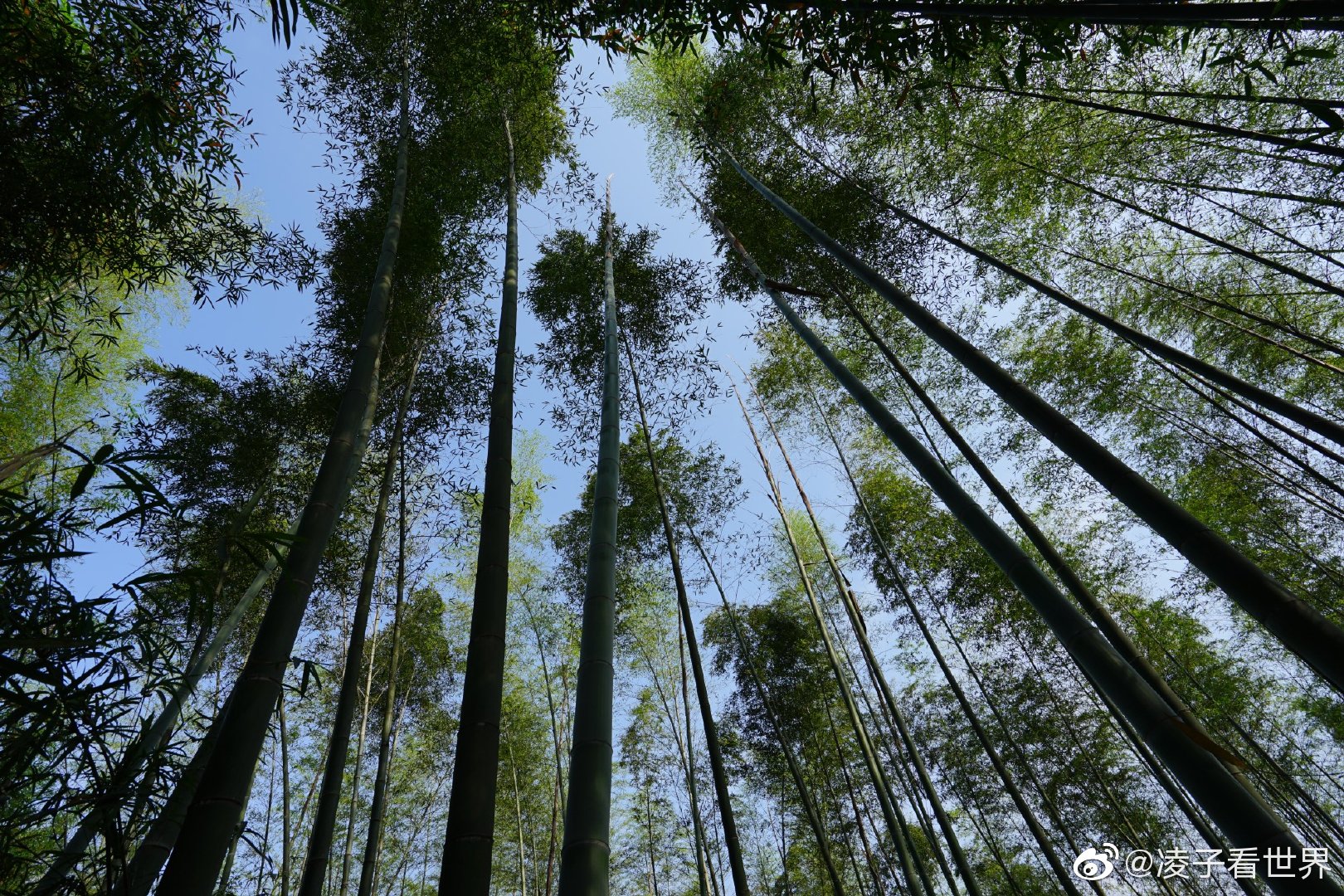 走进大山中的竹林,它那种气势,它的生长速度都是惊人|竹子|竹林|气势_新浪新闻