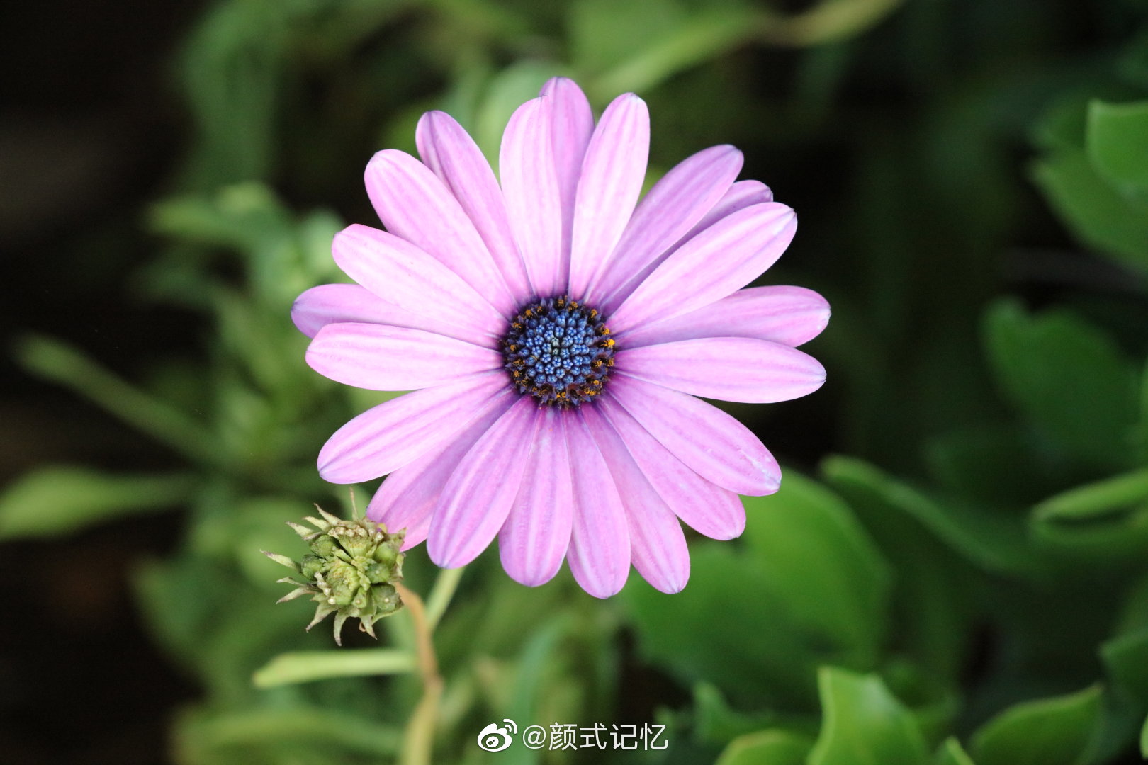 沉默不语一一蓝目菊(非洲雏菊).游云南楚雄拍摄.