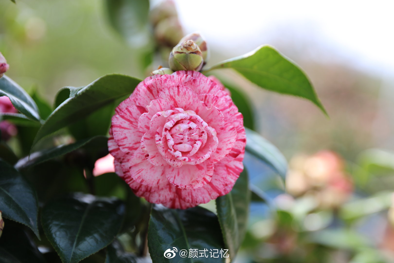 克服困难一一粉红山茶花(彩赤丹)_高清图集_新浪网