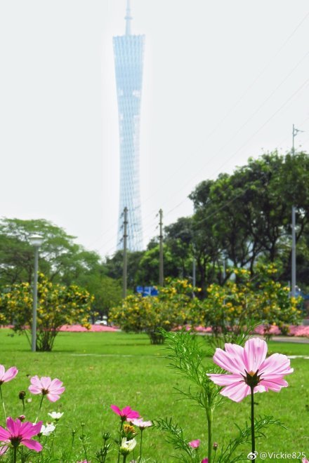 春暖花开的日子里,广州二沙岛景色分外美丽,绿油油的草坪和在上享受