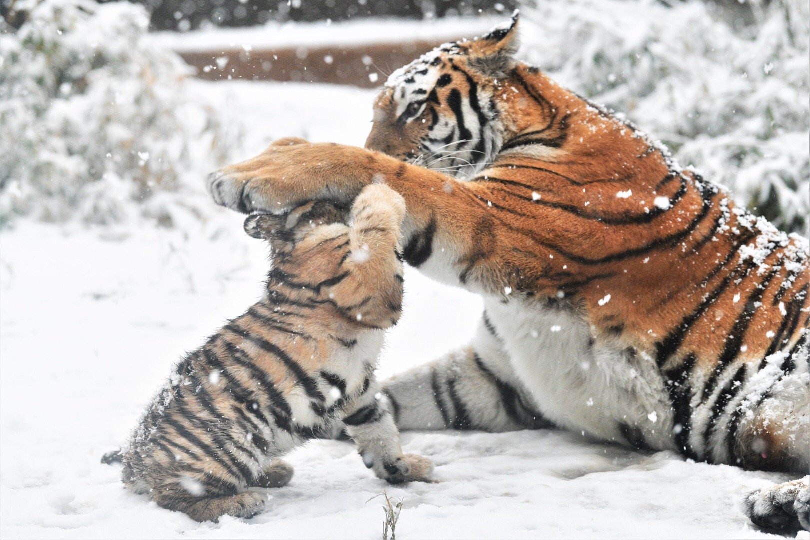 小老虎不乖?虎妈妈按在雪地里摩擦摩擦就行了