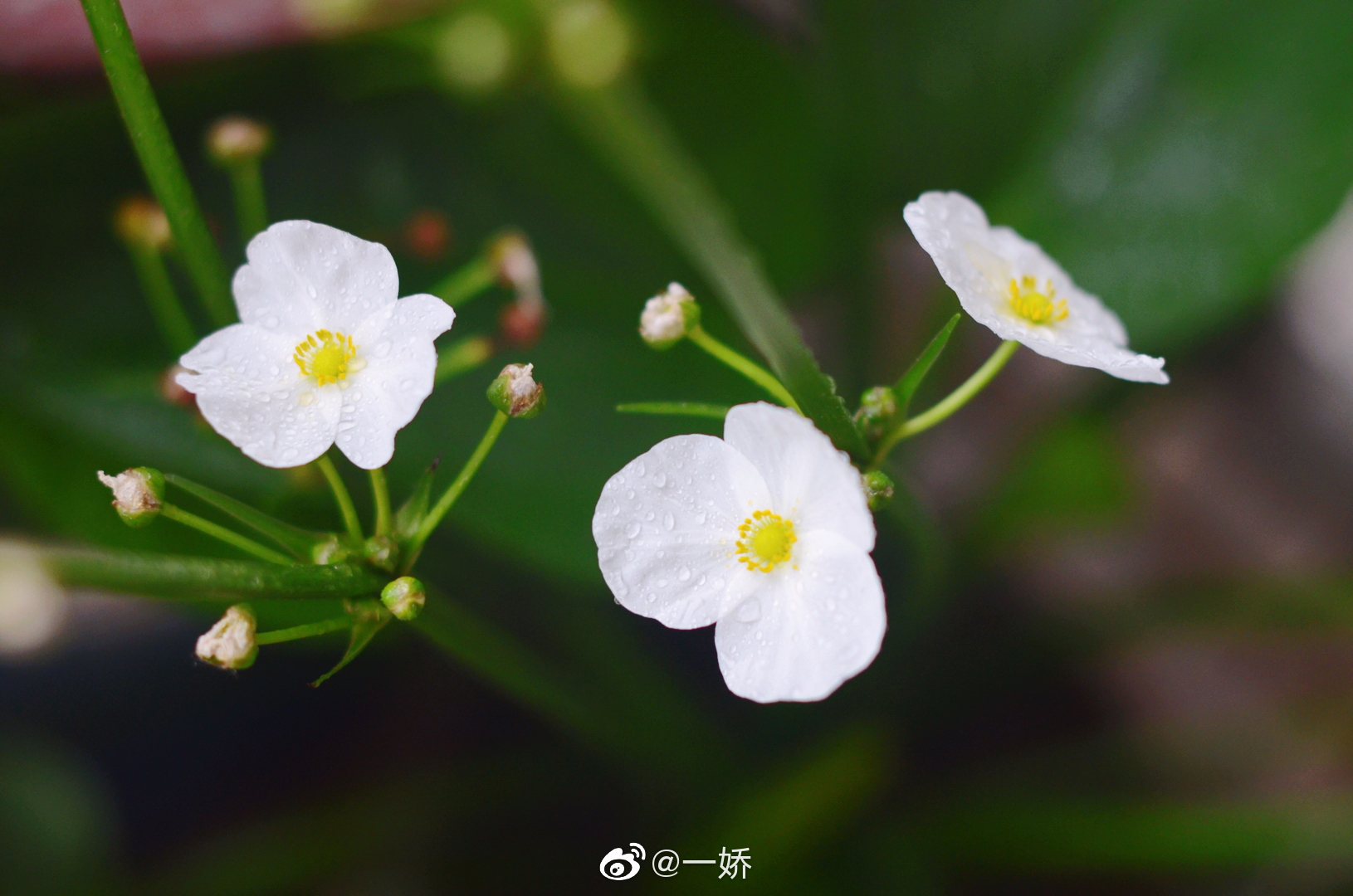 皇冠草花已经惊艳了整个春天,夏季加油!