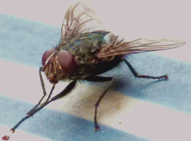 苍蝇为啥总爱搓脚?竟是因为爱干净,另一个原因更颠覆你认知