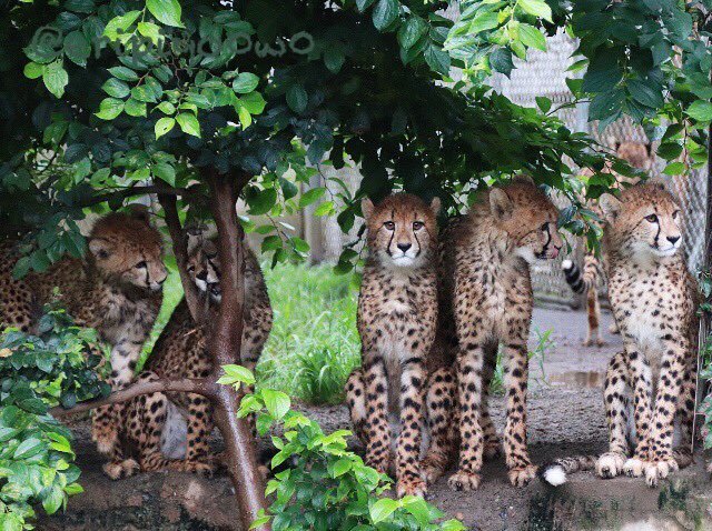 还记得多摩动物园里那只被卡住的猎豹吗这次它又被卡脸了