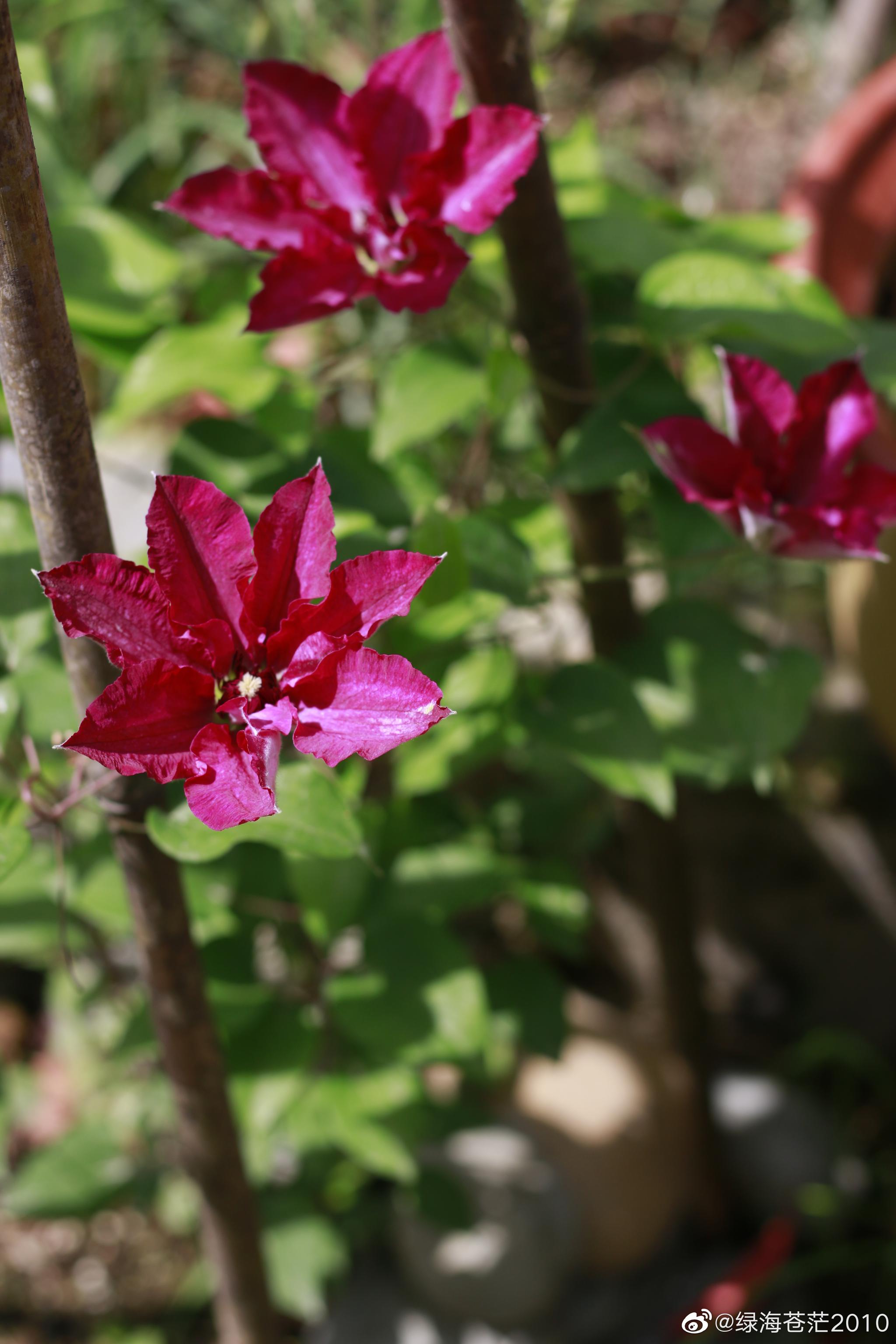 去年入了两个铁线莲波罗尼亚和斯考特将军开了波罗尼亚