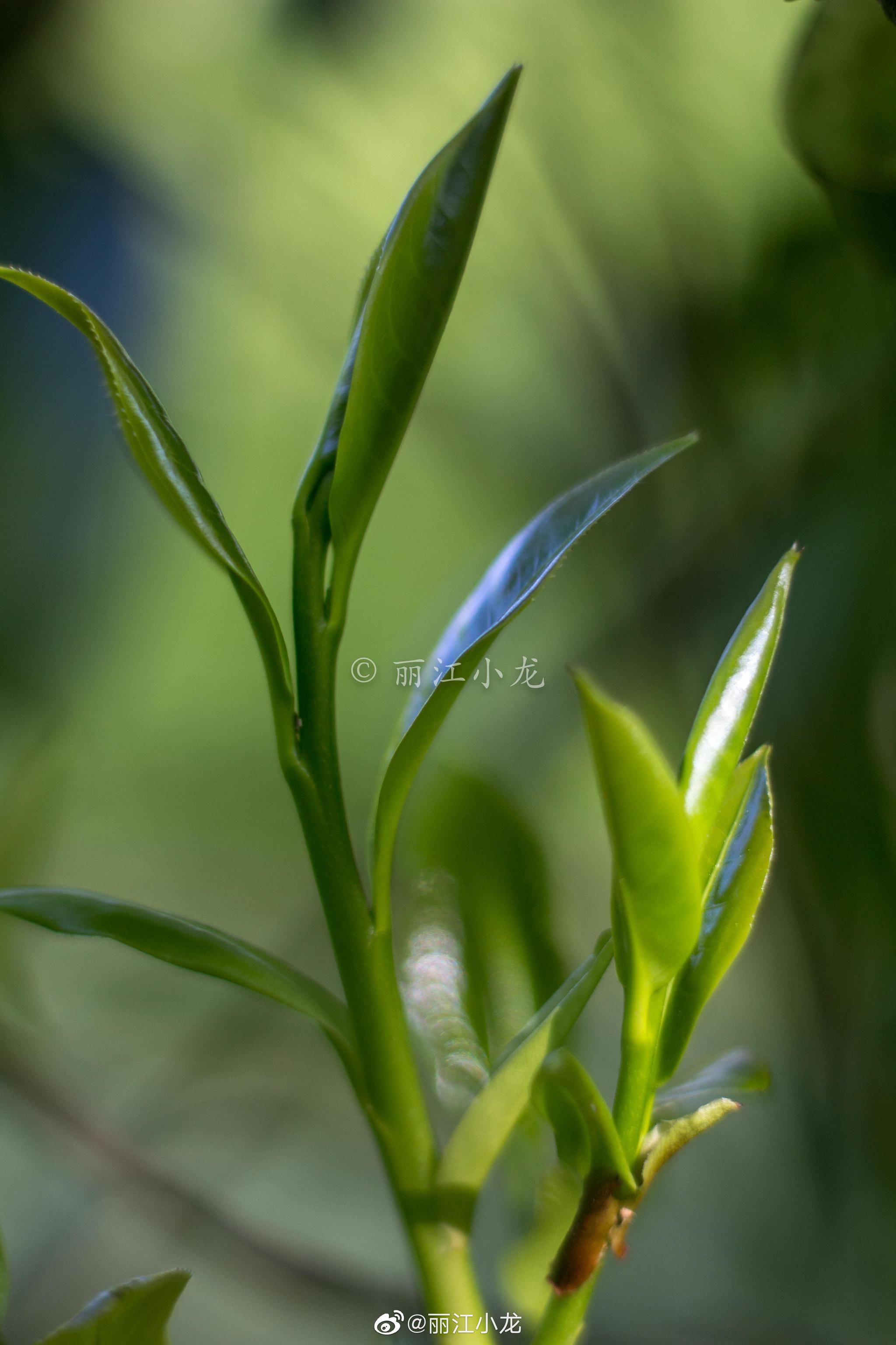 今年的野生茶发的比去年晚了好长时间.野茶虽好我不是特别喜爱