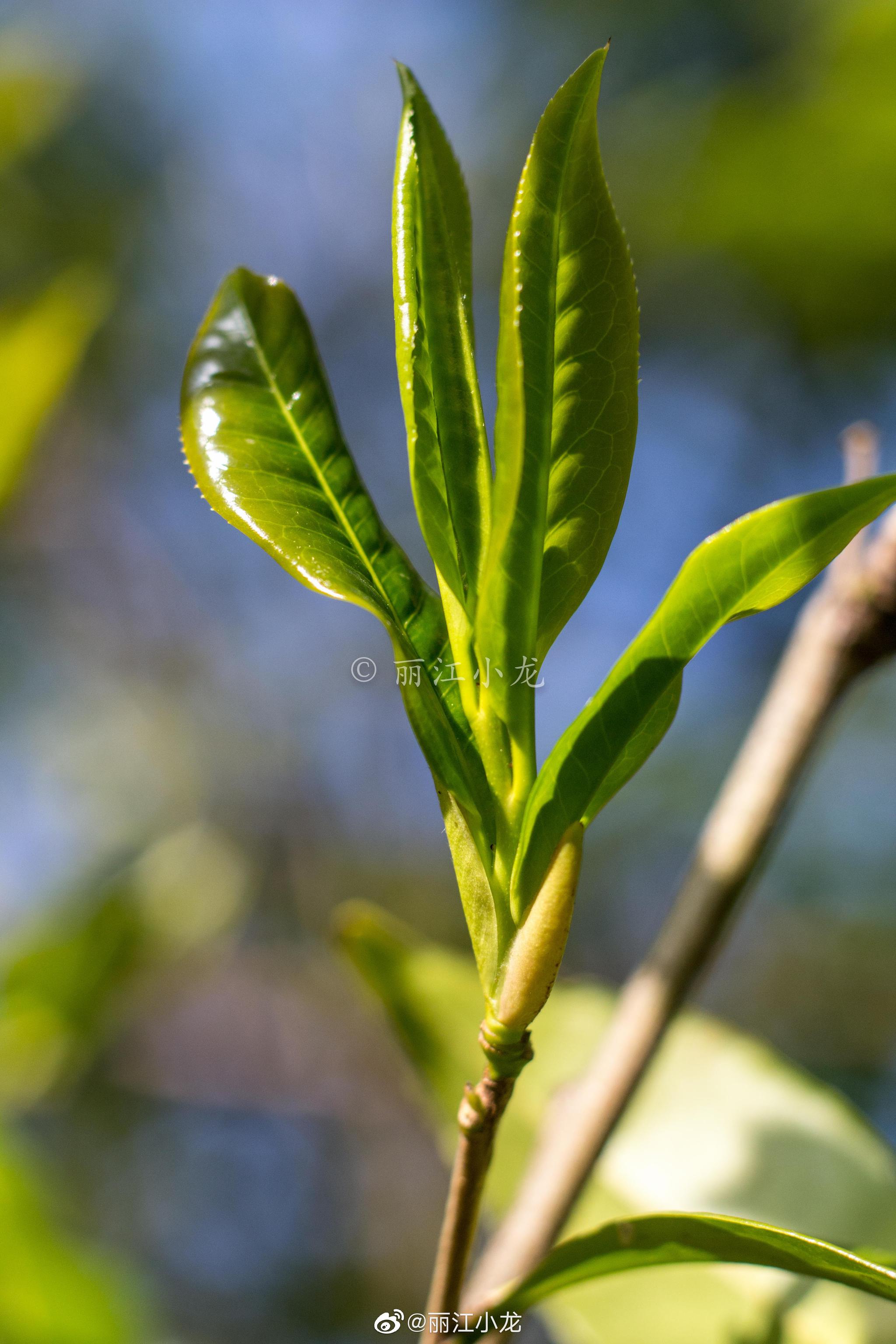 今年的野生茶发的比去年晚了好长时间.野茶虽好我不是特别喜爱