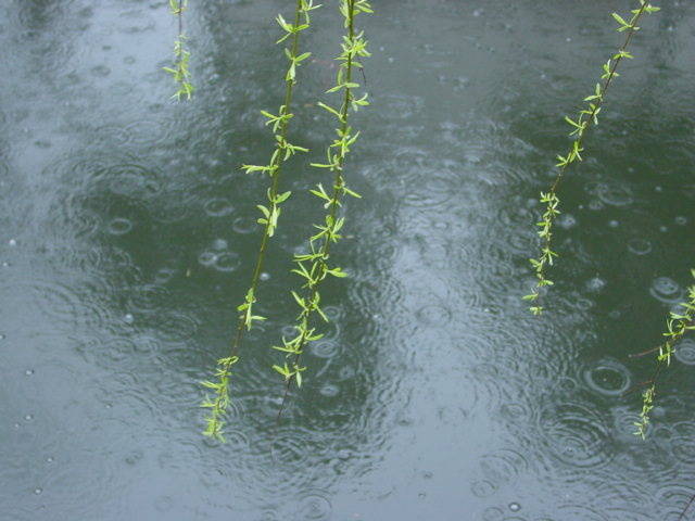 燕子来时,细雨满天风满院阑干倚处,青梅如豆柳如烟
