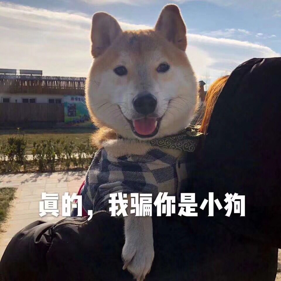 我不信!…骗你是小狗!摸头|汪星人|小狗|双眼_新浪新闻