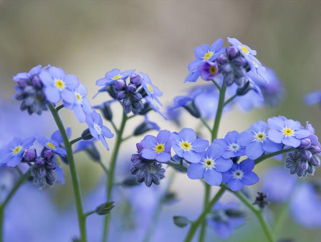 勿忘我在日常生长发育时应该怎样养殖?注意以下这些就够了|勿忘我|养