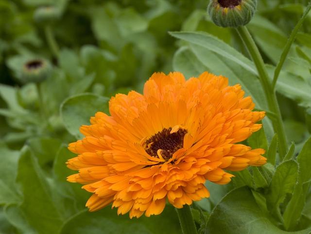 金盏花护肤品功效解析 敏感肌能用金盏花护肤品吗