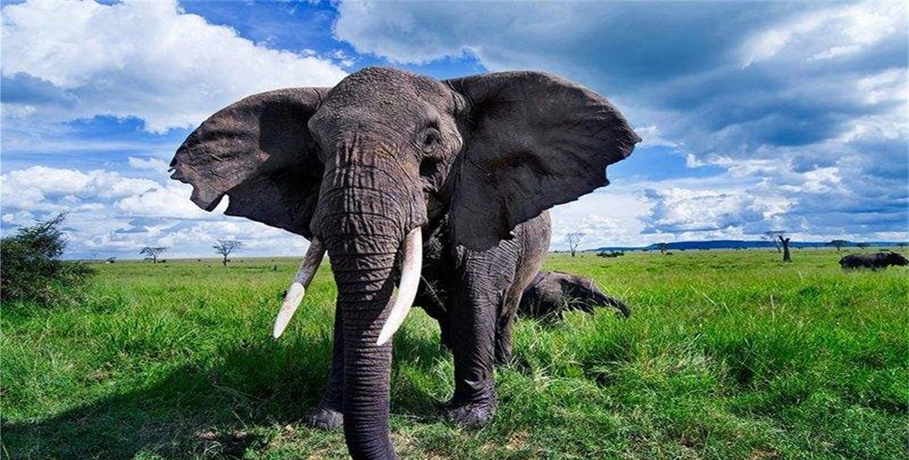 世界上"最强"三种动物,鳄鱼都输给第三名,狮子老虎没上榜