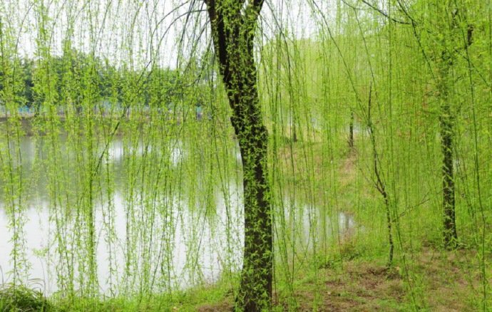 柳丝长 春雨细