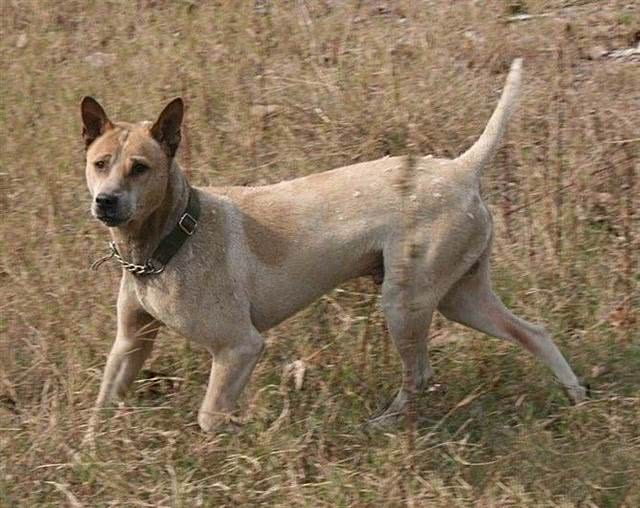 中国本土第一狩猎犬, 不比杜高差, 被国人忽视的箭毛!
