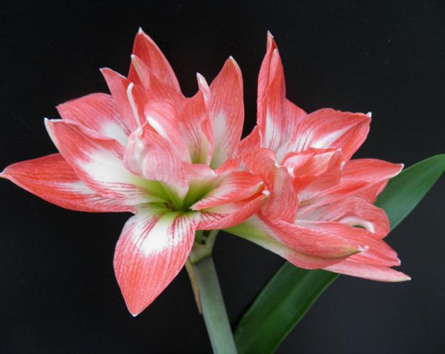 如何正确养殖艳丽的朱顶红,又有哪些需要我们知道的注意事项?