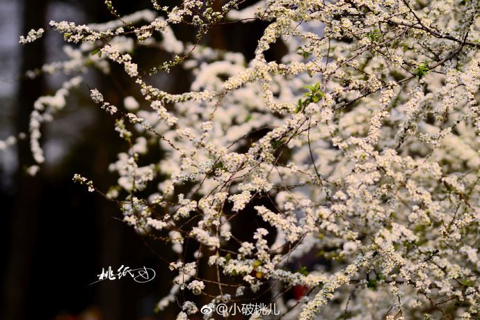 雪柳,听名字,就能想象出它的模样。在南京中山植物园南园_新浪新闻
