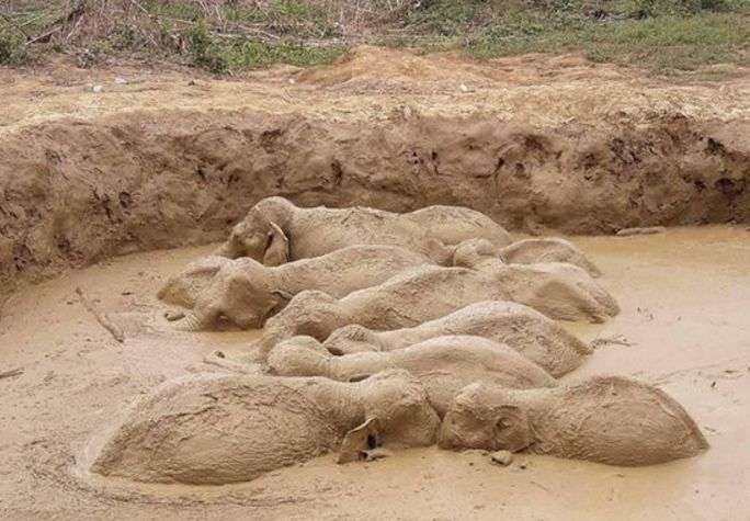 男子出门游玩,发现泥坑里有大泥团在翻滚,细看后果断叫人救援