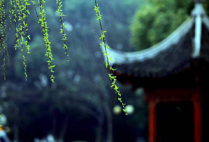 燕子来时,细雨满天风满院阑干倚处,青梅如豆柳如烟_新浪新闻