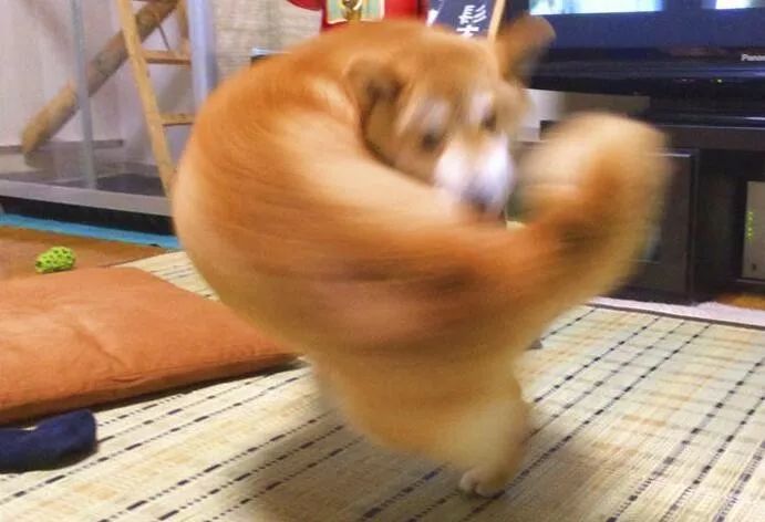 继猛男柴犬和肌肉狐狸后又有动物成为新网红