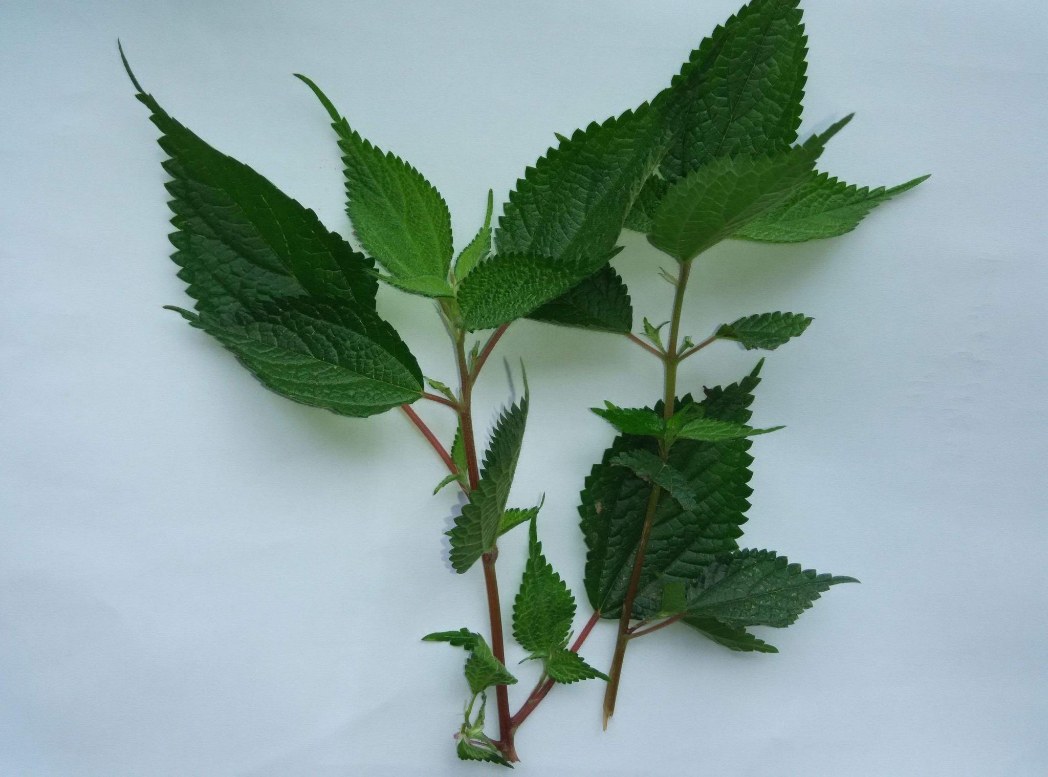 这种野草在农村被称为土黄连可以调理黄疸肝炎和湿热泻痢