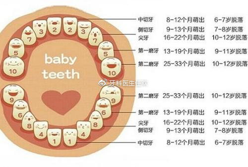 成都牙科医生任欢告诉大家:正常人有多少颗牙齿?