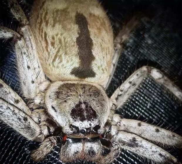 美女家现巨型蜘蛛大如平底锅腿跨20余厘米网友把房烧了吧