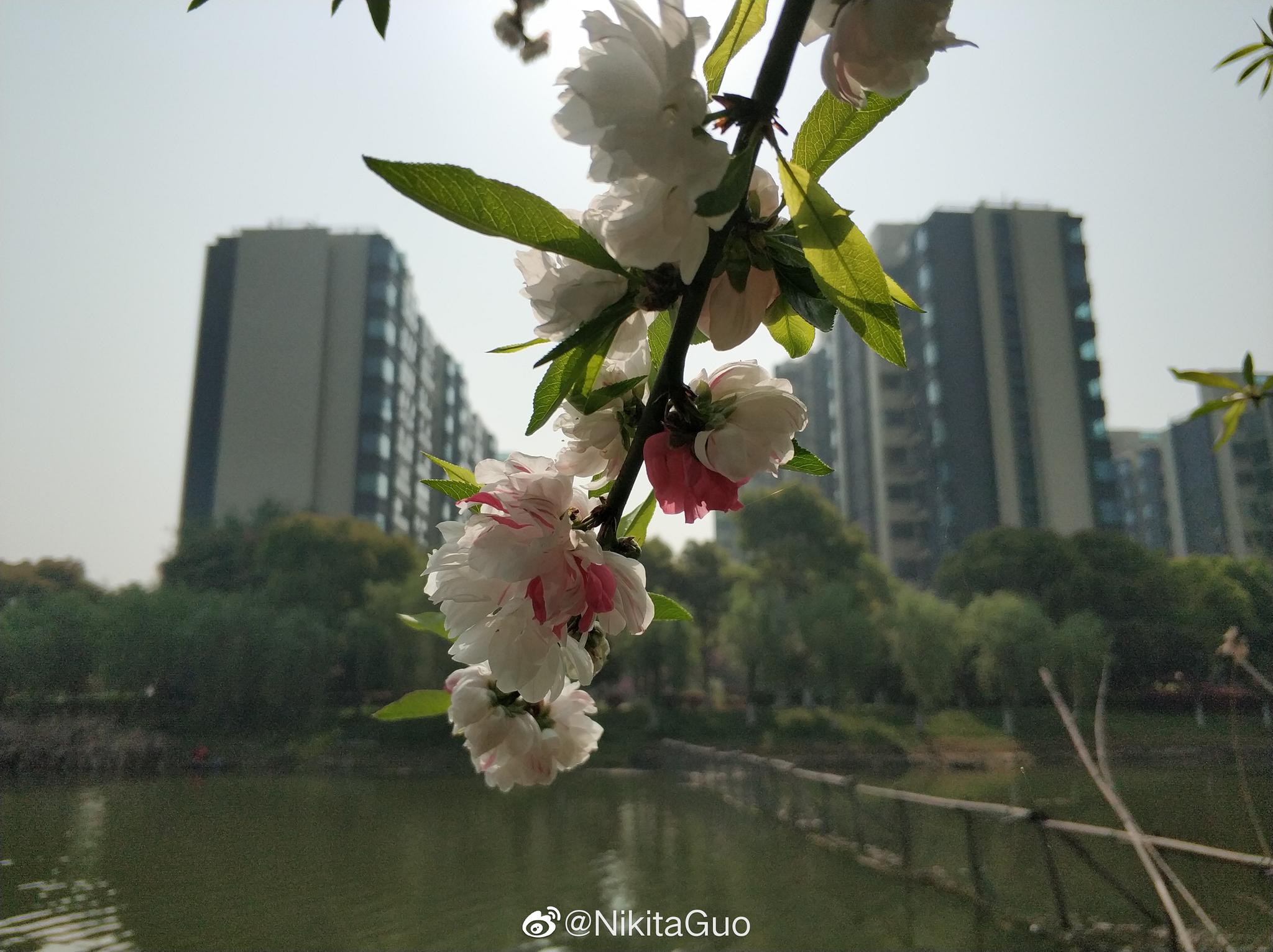 白色桃花立楼间 下依绿水上连天