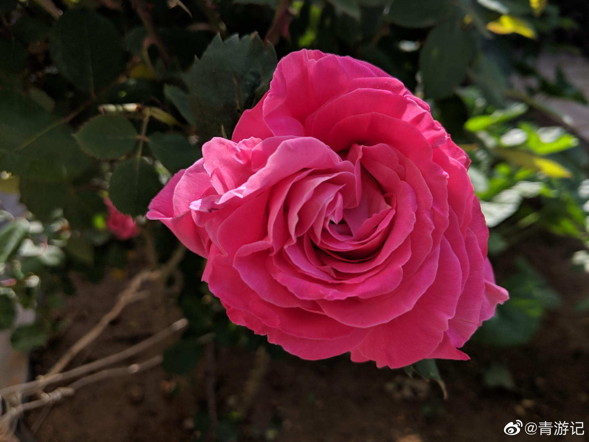 月季花被称为花中皇后,是常绿,半常绿低矮灌木