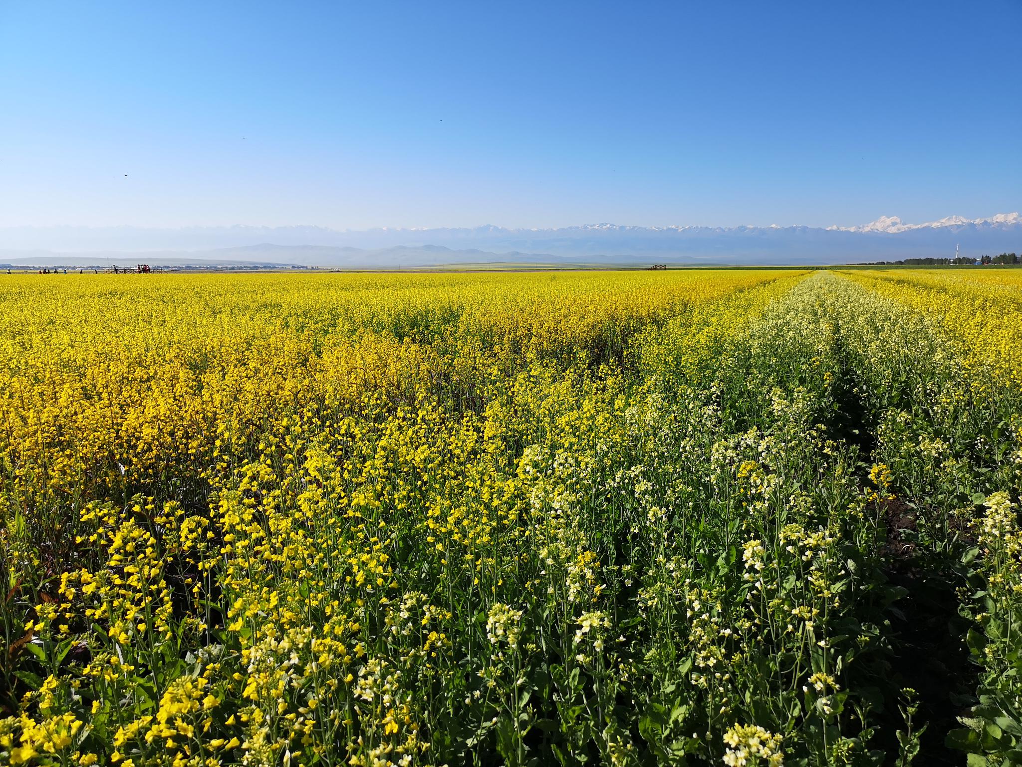 昭苏县雪山下的油菜花田