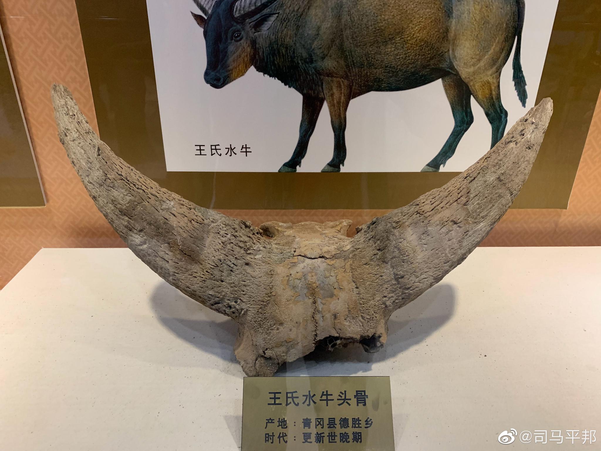 黑龙江省青冈县是猛犸象的故乡，是中国出土猛犸象化石最多的地方|博物馆|青冈县|猛犸象_新浪新闻