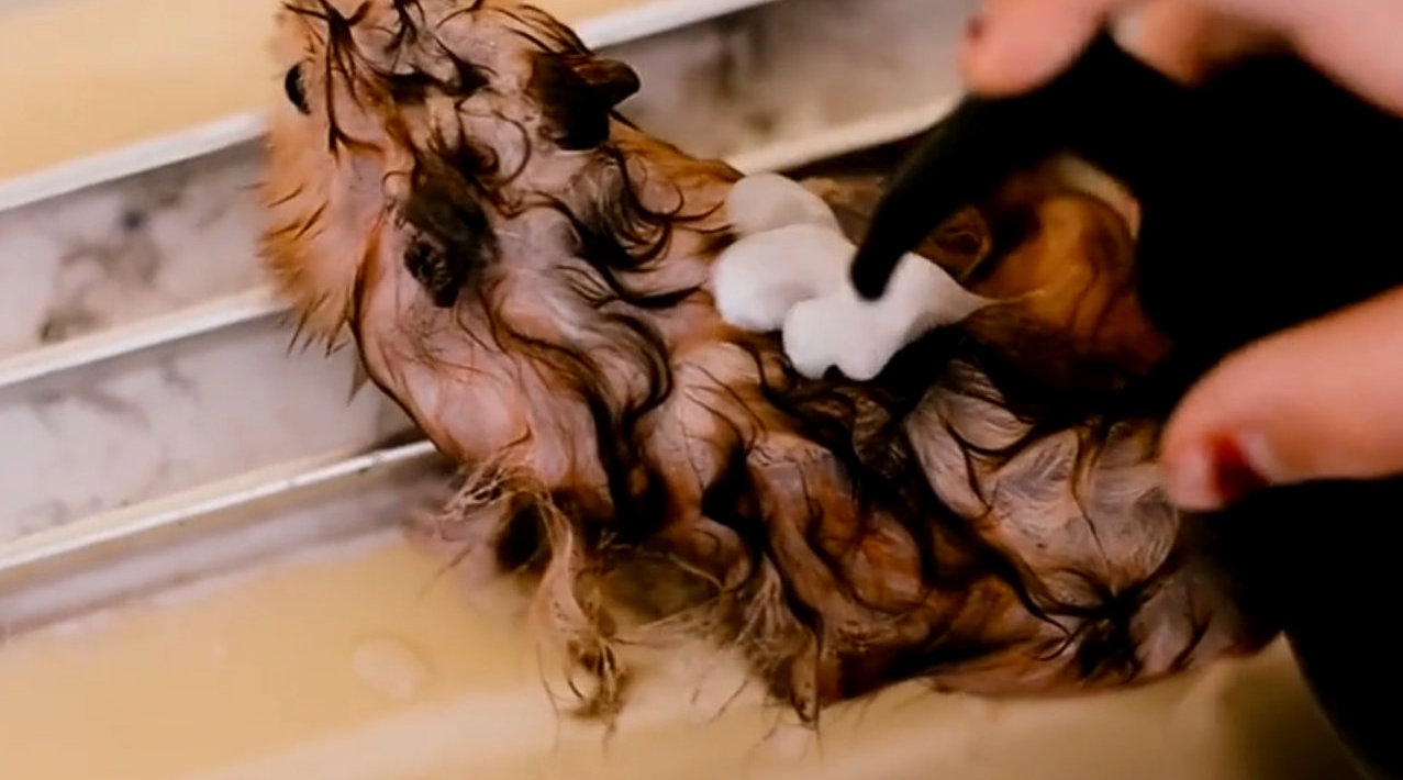 小女孩觉得仓鼠身上太脏,就给它洗了澡,结果越洗越不对劲