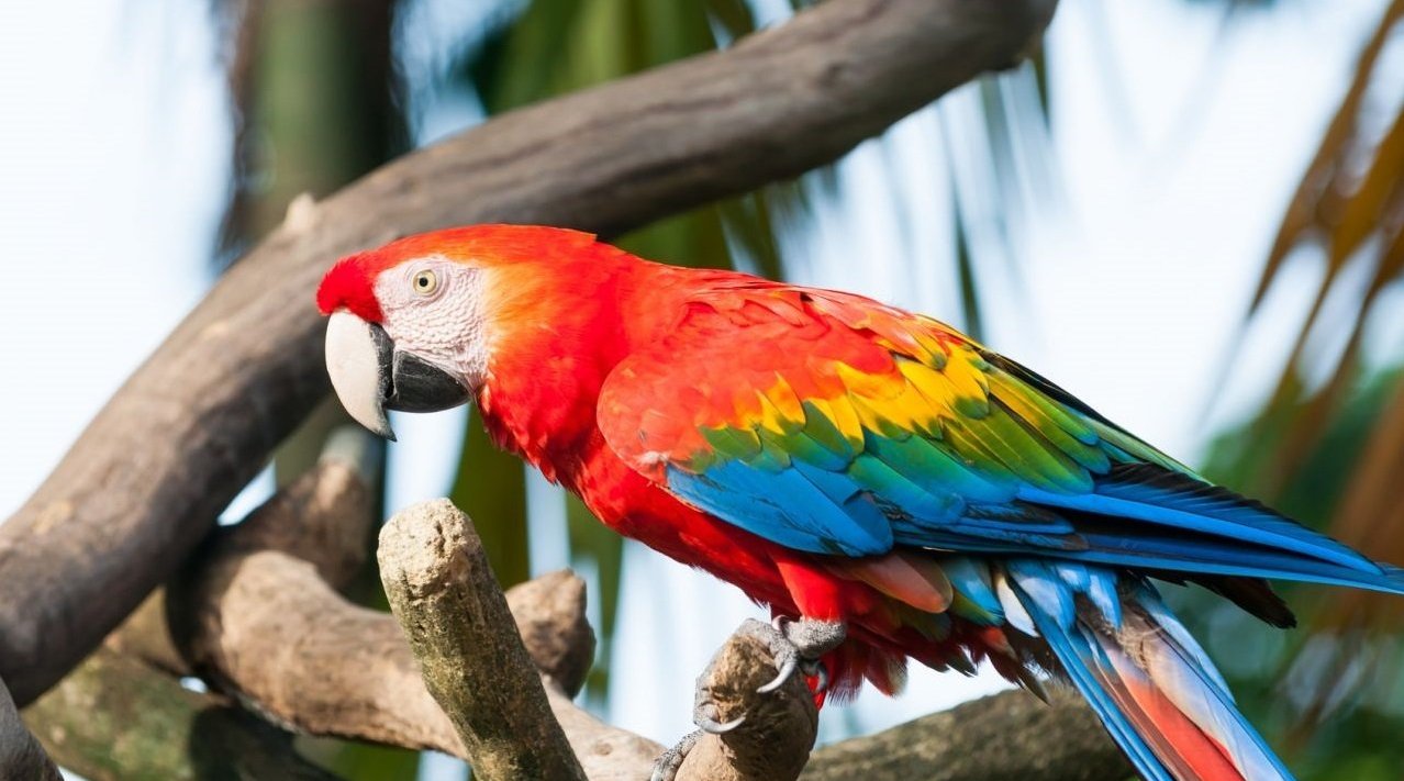 吃土解毒的金刚鹦鹉?鸟界的大声量话痨,你可别想跟它吆喝!