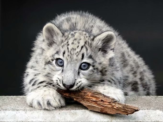 小奶豹,萌的发甜的那种!_高清图集_新浪网